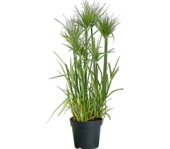 Dehner Zyperngras - Cyperus papyrus Grün Hot